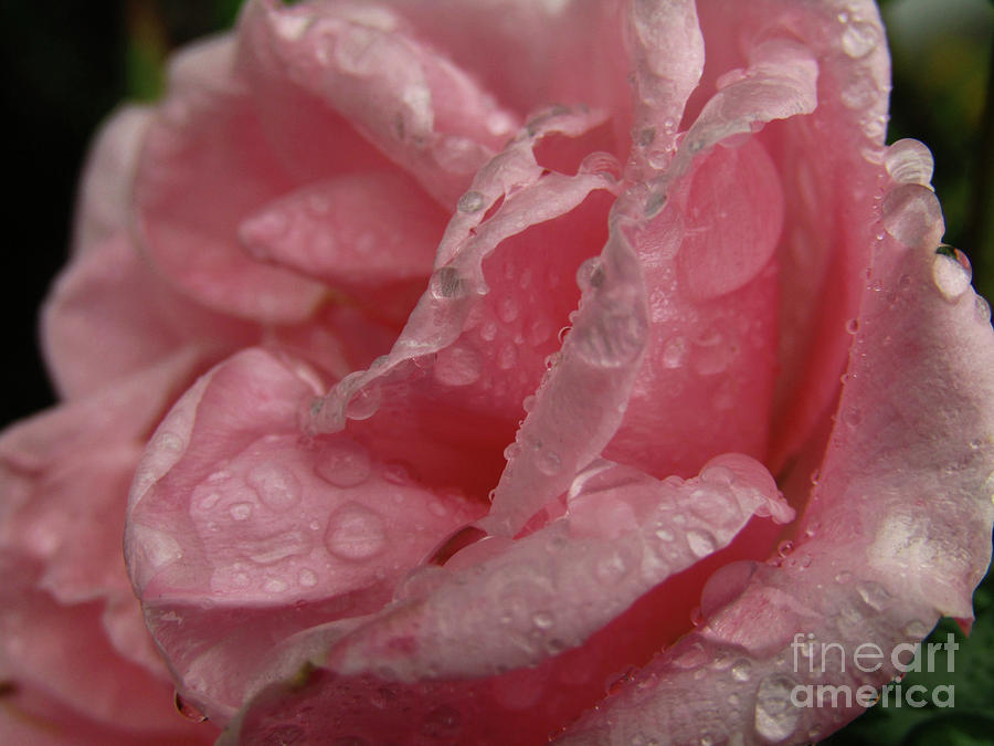 Pink Rose And Raindrops Photograph by Kim Tran