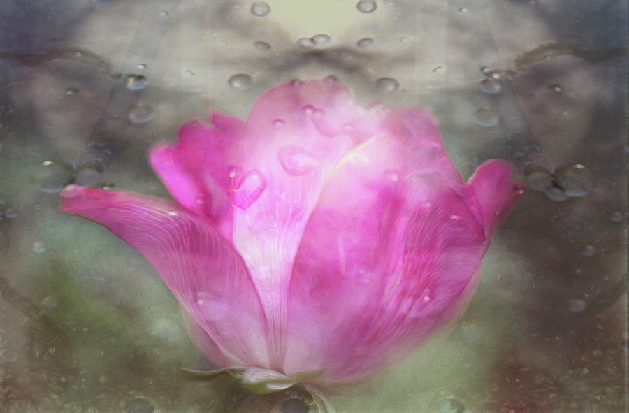 Pink Rose and Raindrops Photograph by Renette Coachman