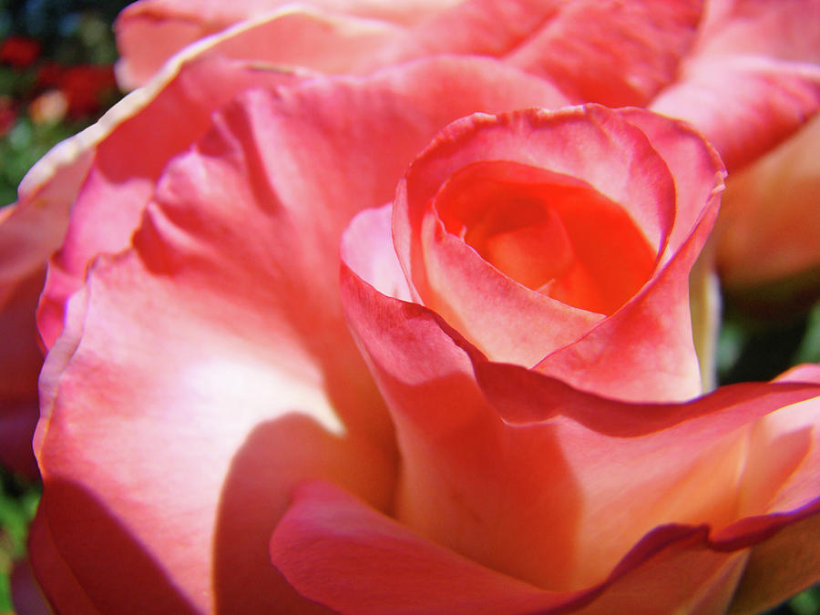 PINK ROSE Art Prints Floral Summer Rose Flower Baslee Troutman Photograph by Patti Baslee