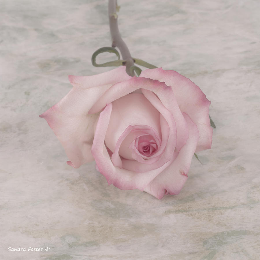 Summer Photograph - Pink Rose Beauty  by Sandra Foster