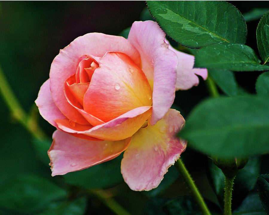 Pink Rose Photograph by Bill Barber