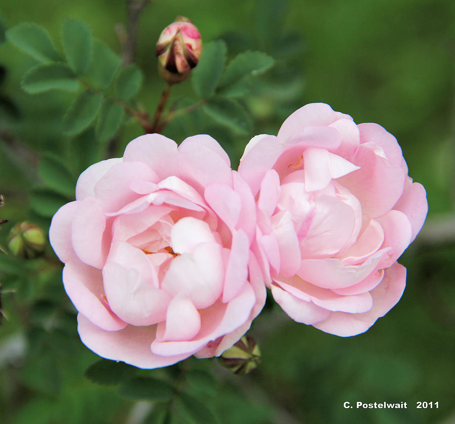 Rose Blossoms