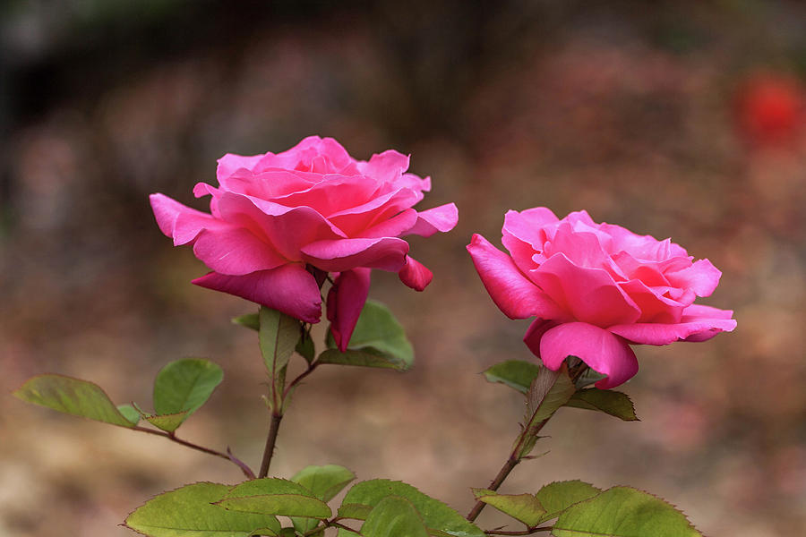 Rose Blossoms