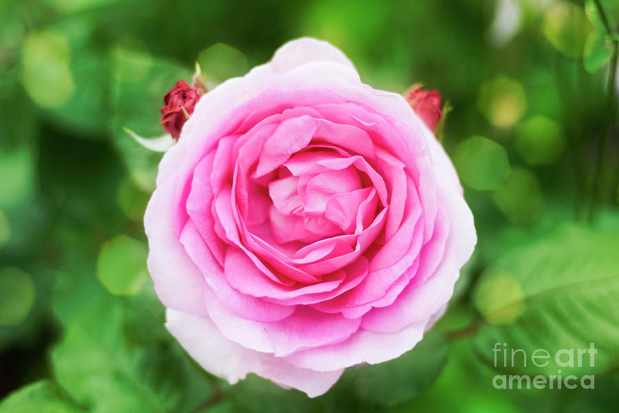 Pink Rose Bokeh Photograph by Terri Waters