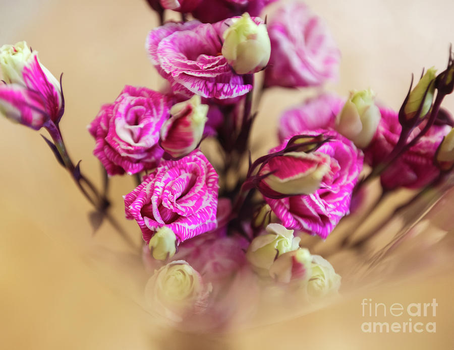 Abstract Photograph - Pink rose bouquet by Anna Matveeva
