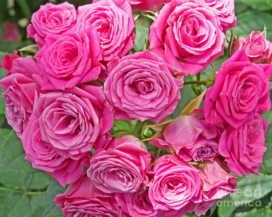Rose Photograph - Pink Rose Bouquet by Dawn Gari
