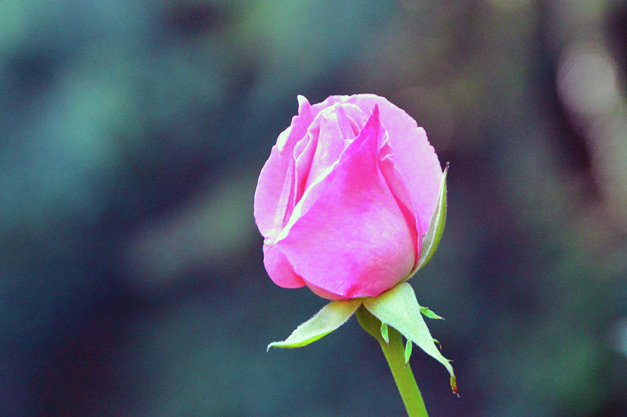 Pink Rose Photograph by Brian OKelly