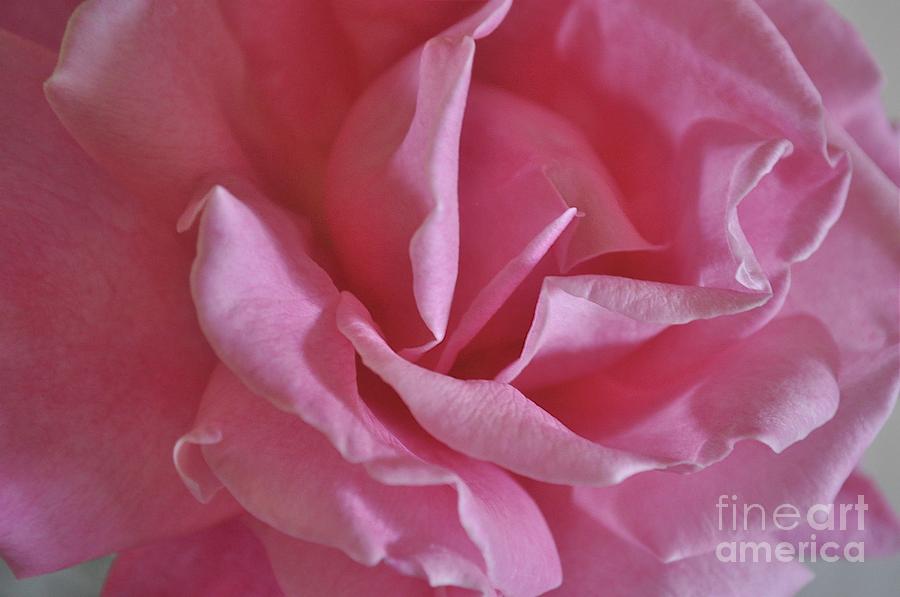 Pink Rose Photograph by Bridgette Gomes