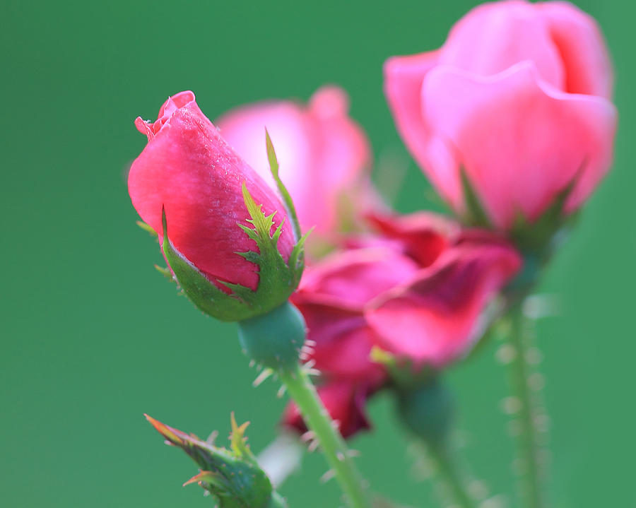 Pink Rose Bud Photograph by Angela Murdock