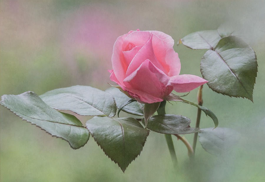 Pink Rose Bud Photograph by Angie Vogel
