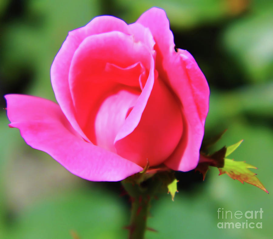 Rose Photograph - Pink Rose Bud by D Hackett