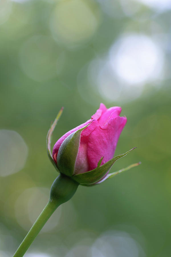 Pink Rose Bud Photograph