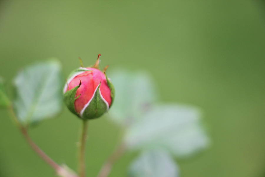 Pink Rose Bud Photograph by Kelly Hazel