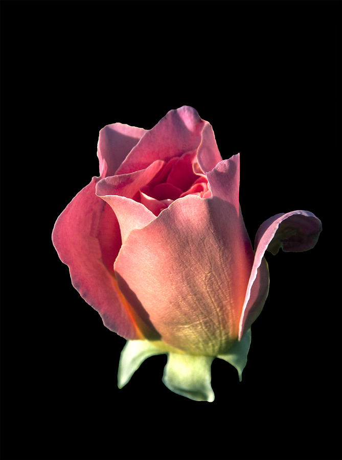 Pink Rose Bud Photograph by Mike Stpehens
