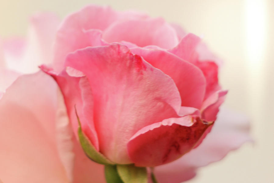 Pink Rose Bud Photograph By Zahra Majid Fine Art America 2992