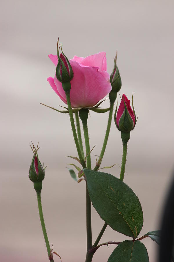 Pink Rose Buds #43 by Gerri Duke