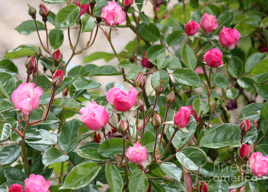 Pink Rose Buds Photograph