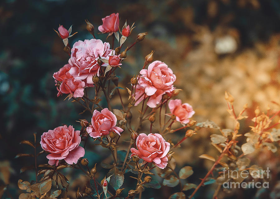 Pink Rose Bush Sunlight Retro Style Photograph