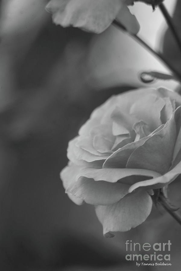 Pink rose - BW Photograph by Tannis Baldwin