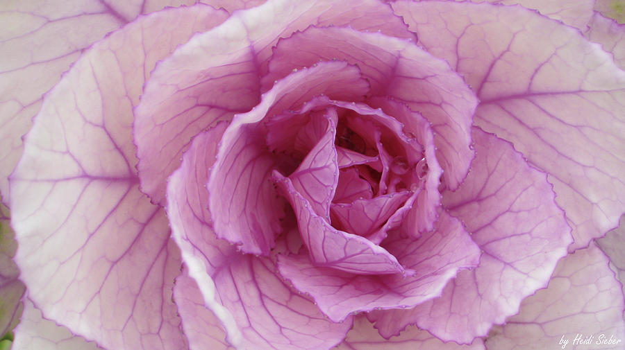 Pink rose cabbage Photograph by Heidi Sieber