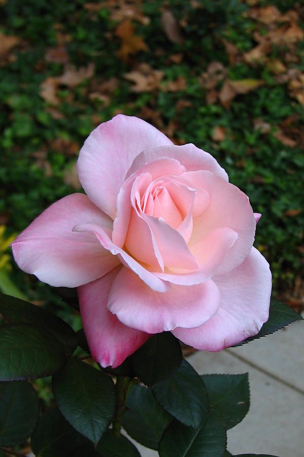 Pink Rose Photograph by Carla Parris