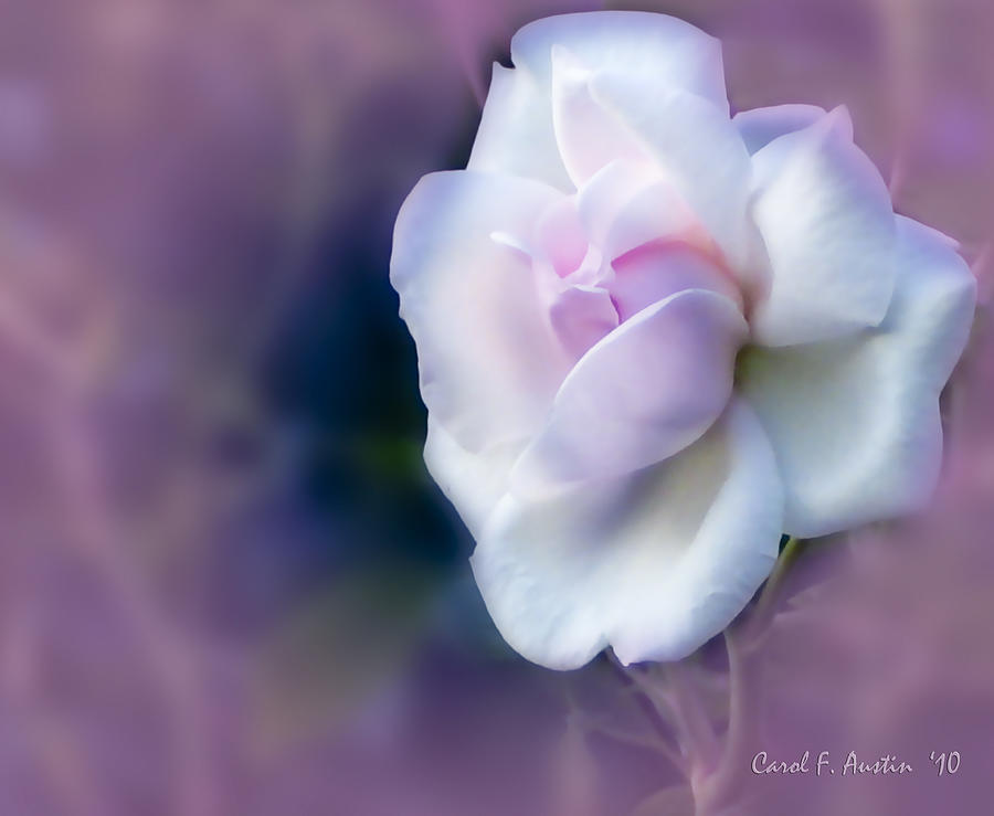 Pink Rose Photograph by Carol F Austin