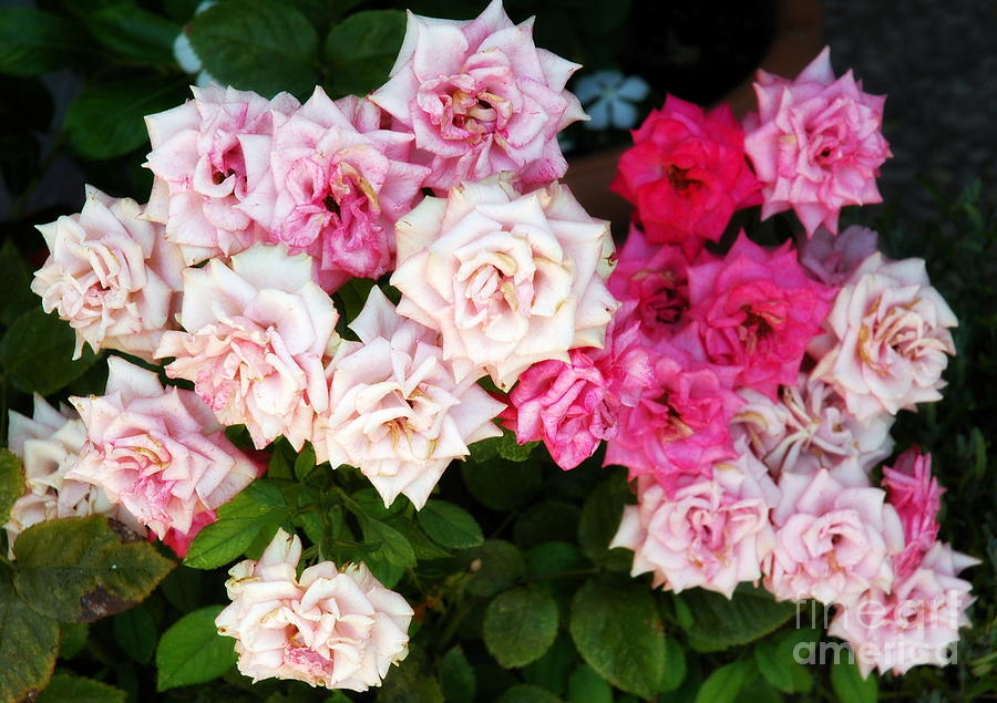 Pink Rose Cascade Photograph