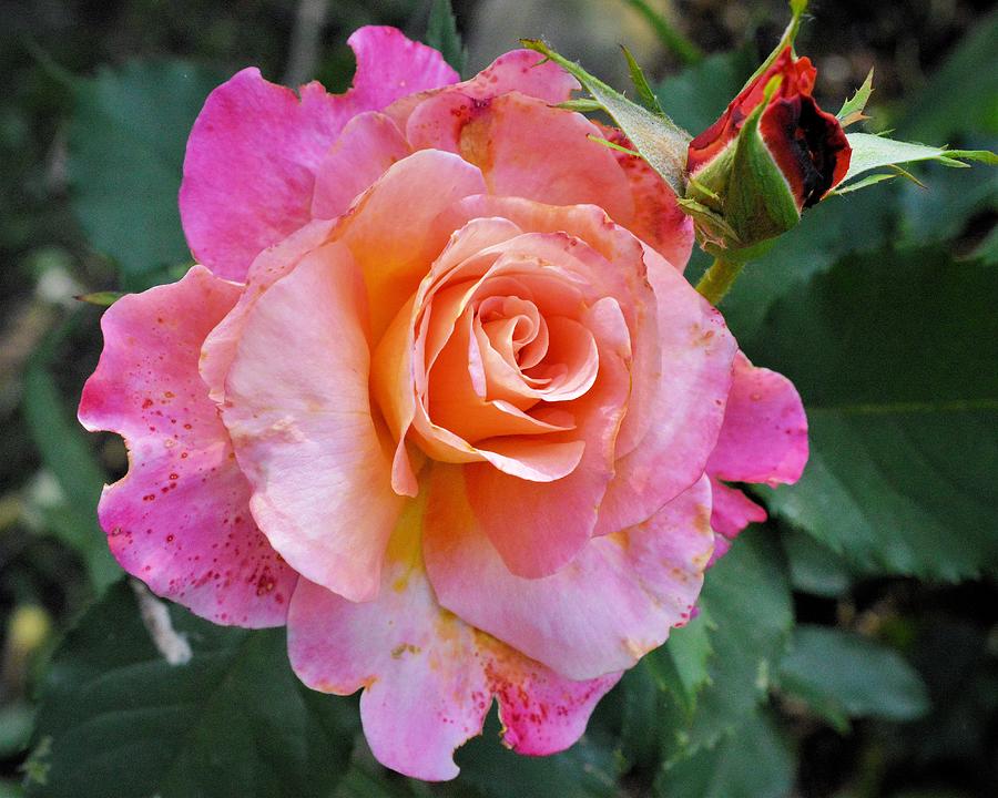 Pink Rose Photograph by Charles HALL