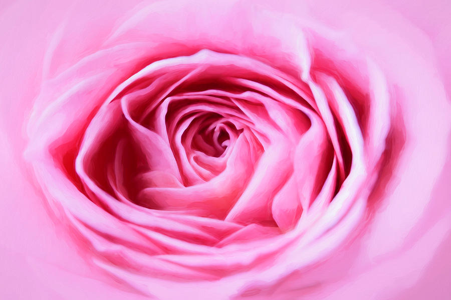 Pink Rose Photograph by Cindi Ressler