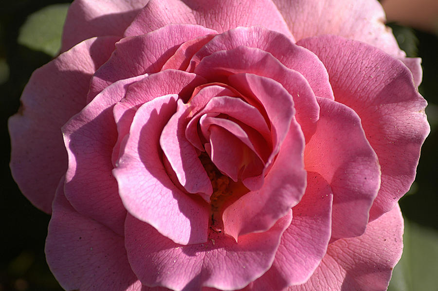 Pink Rose Photograph by Clayton Bruster