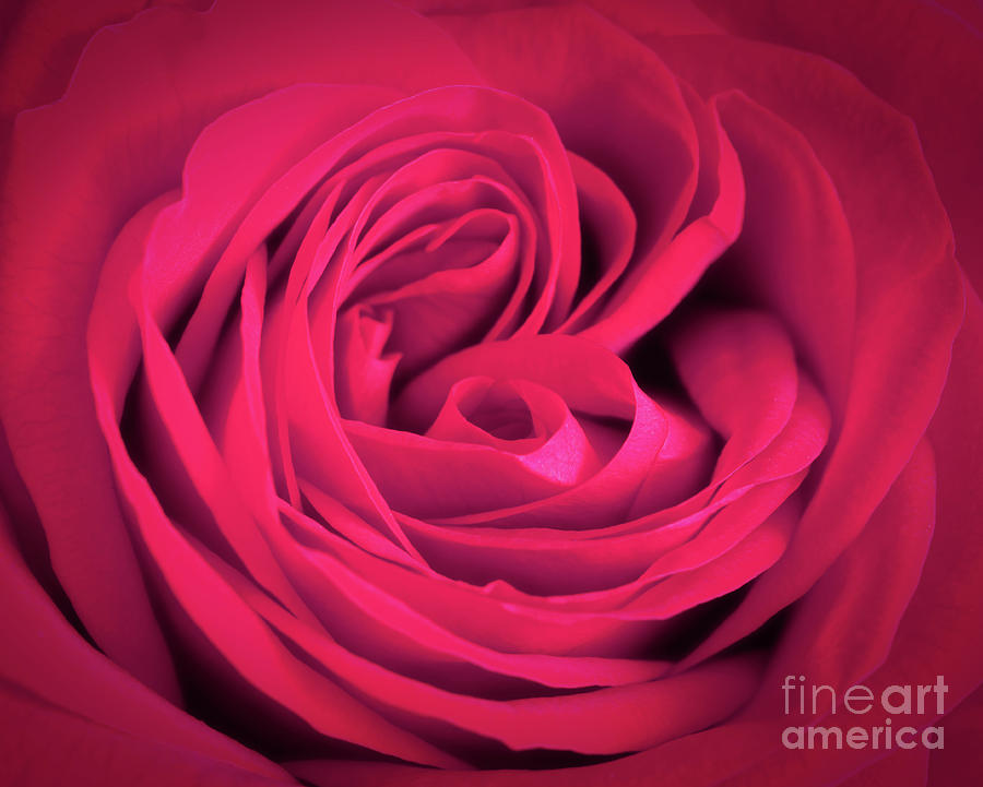 Pink rose close-up background. Romantic love greeting card Photograph by Michal Bednarek