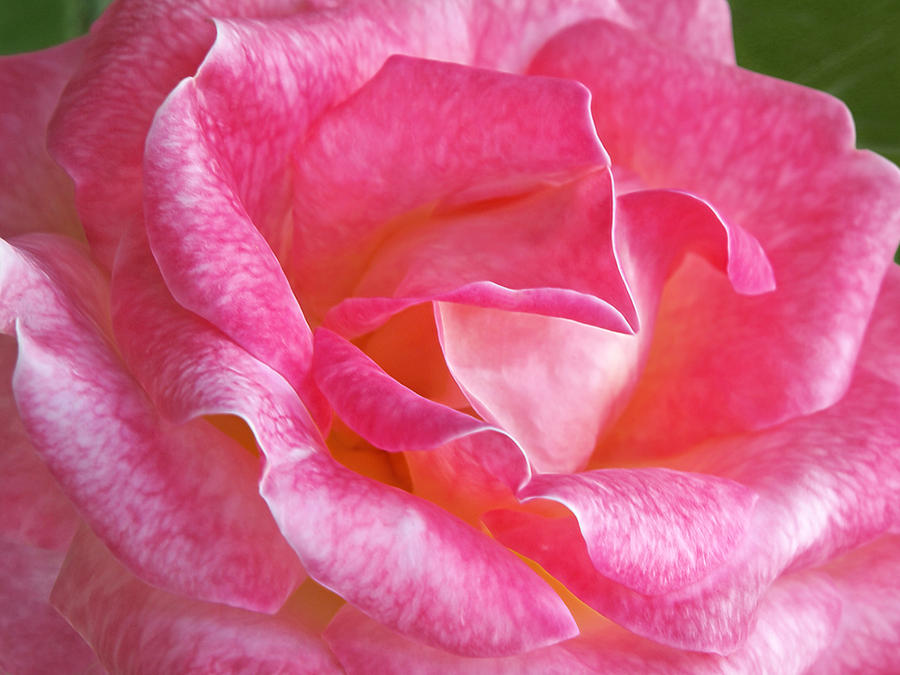 Nature Photograph - Pink Rose Close Up by Gill Billington