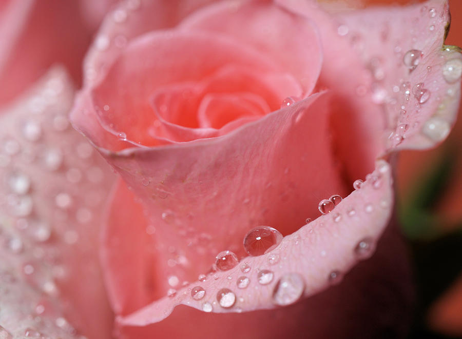 Rose Photograph - Pink Rose Close up by Lilia S