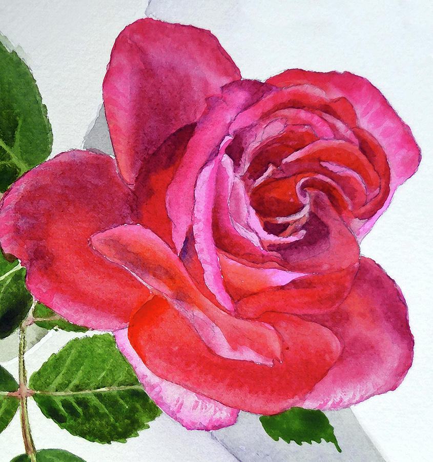 Pink Rose Close Up Watercolor Painting