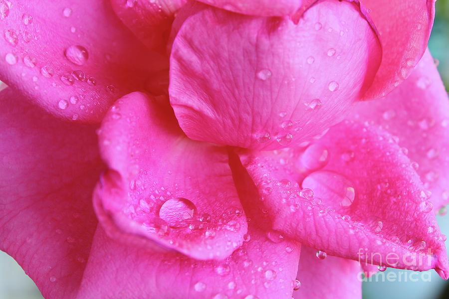Pink Rose Close Up With Water Drops Photograph
