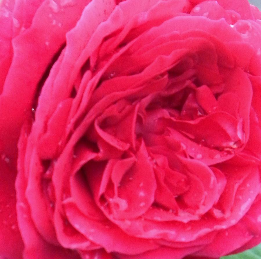 Spring Photograph - Pink Rose Closeup by Cassandra Donnelly