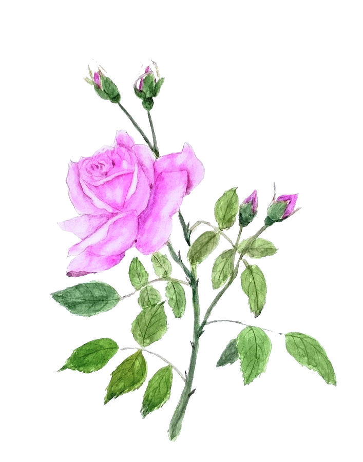 Romantic Flower Painting - Pink rose by Color Color