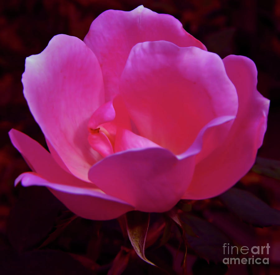 Pink Rose Photograph by D Hackett
