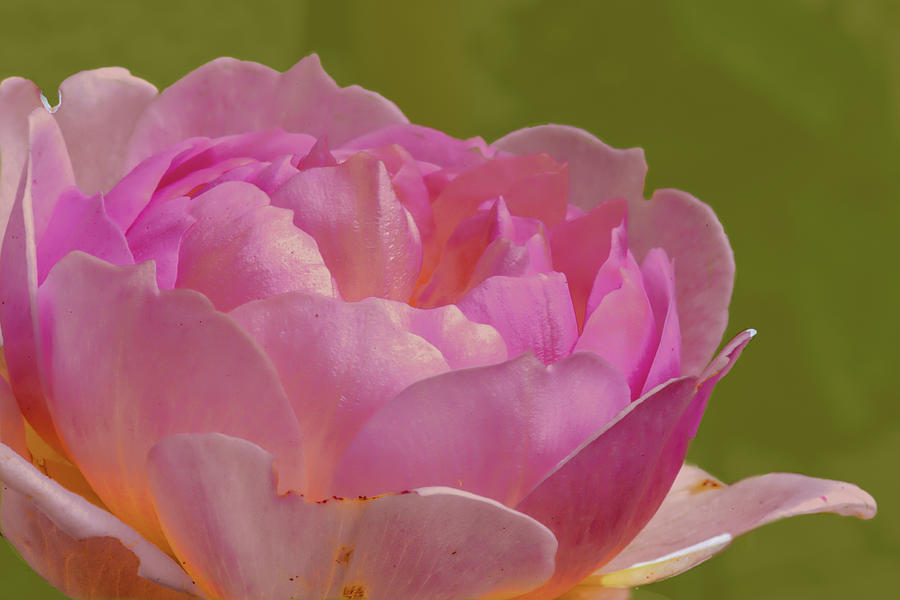 Nature Photograph - Pink rose #d3 by Leif Sohlman