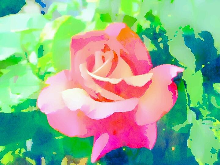 Pink Rose Digital Art