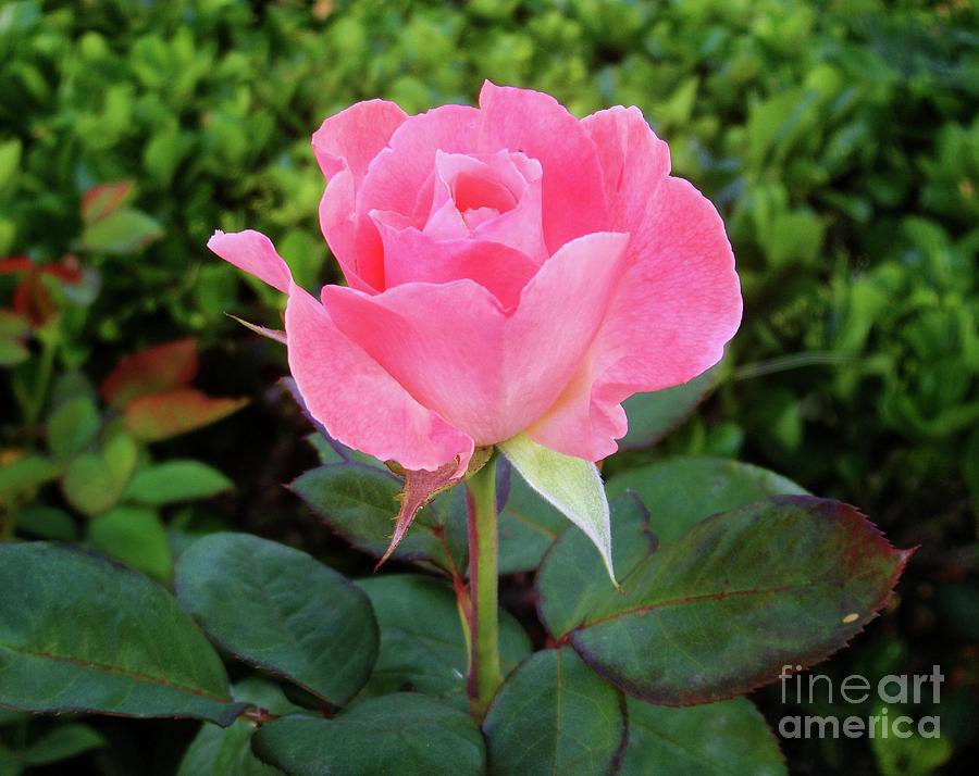 Pink rose. Dawn beauty Photograph by Sofia Goldberg - Fine Art America