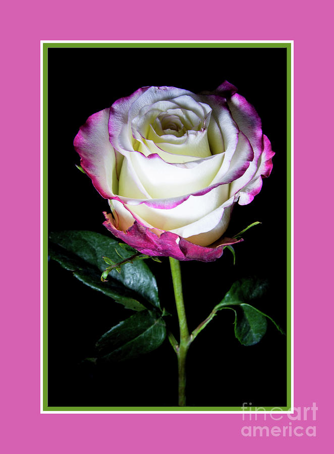 Pink Rose Photograph by Deborah Klubertanz