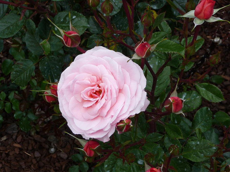 Nature Photograph - Pink Rose Delight by Joanne Oram 
