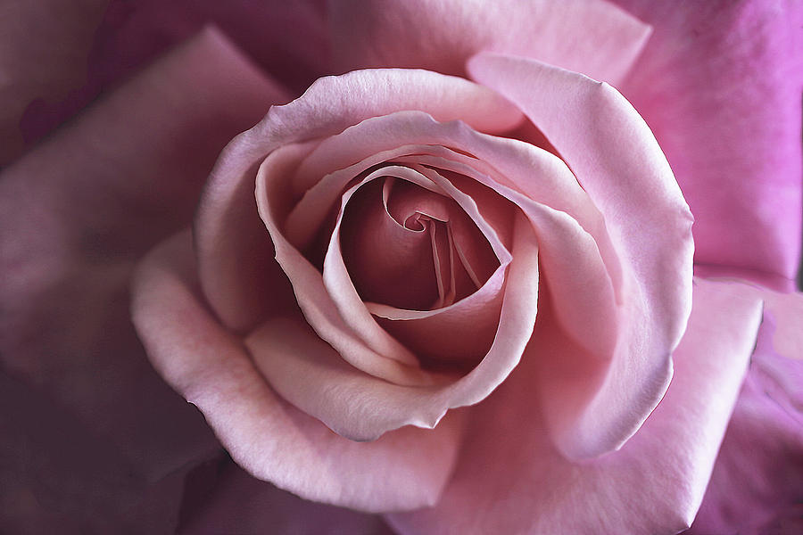 Pink Rose Delight Photograph by Vanessa Thomas