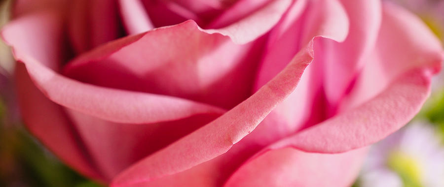 Pink Rose Detail Photograph by Ronda Broatch