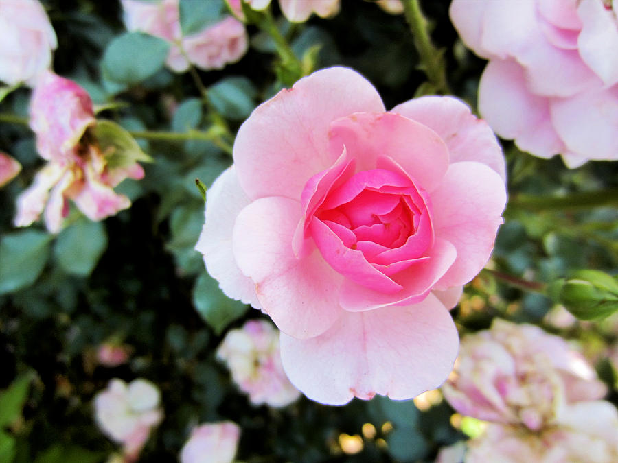 Pink Rose Photograph by Diamond Jade