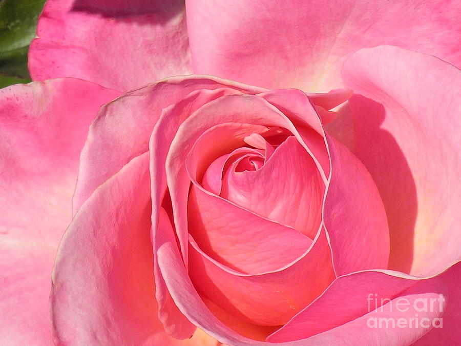 Pink Rose  Photograph by Diane Lesser