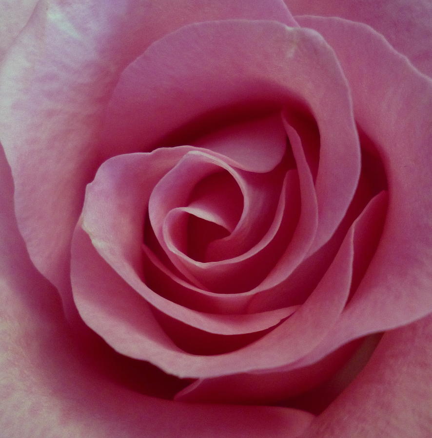 Rose Photograph - Pink Rose by Dianne Pettingell