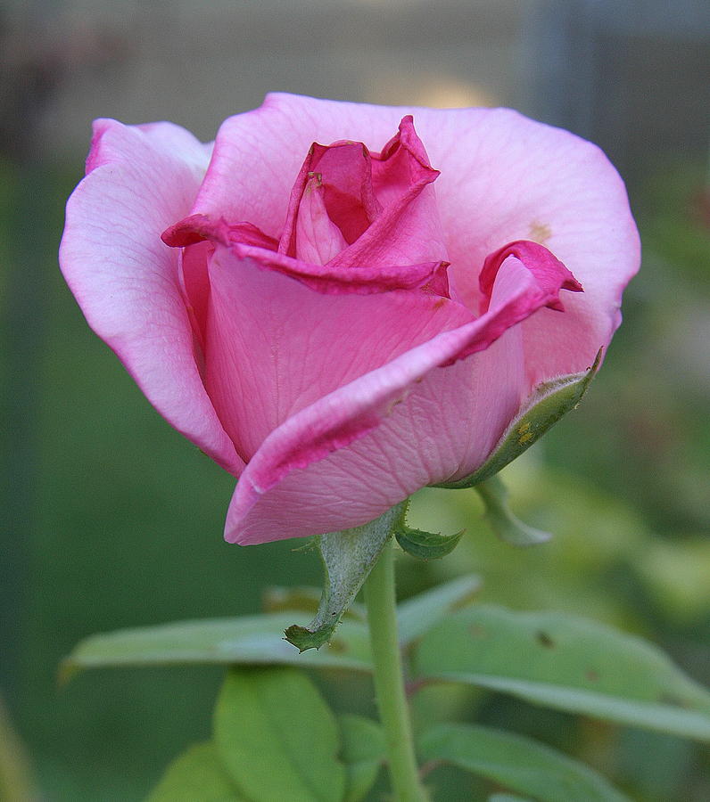Nature Photograph - Pink Rose by Donald Tusa