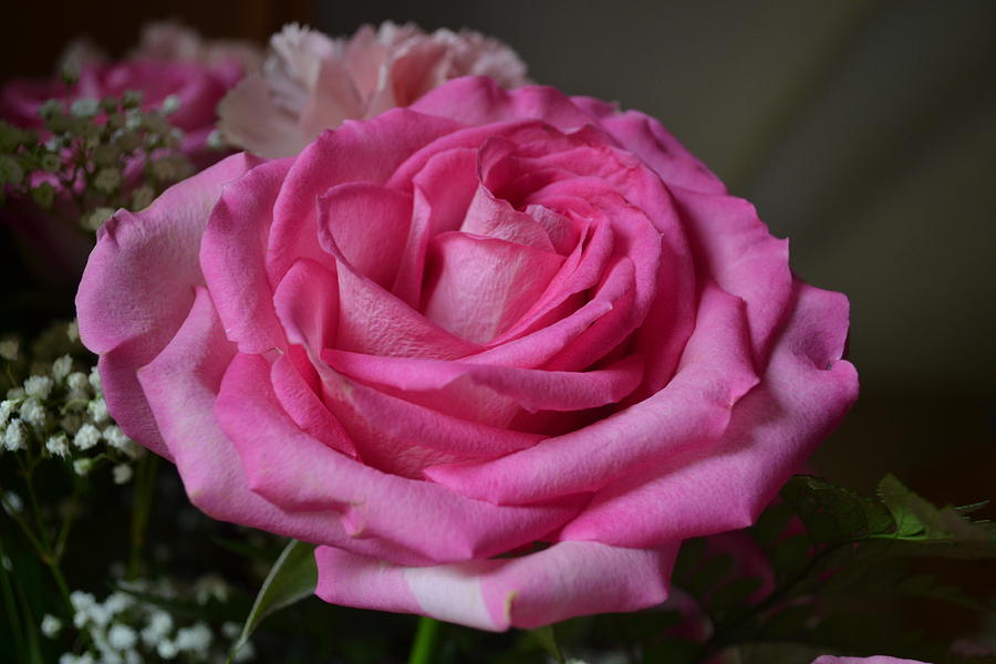 Pink Rose Photograph by Eileen Brymer